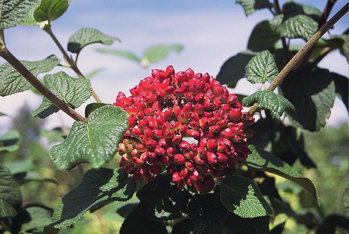 Viburnum lantana (2)
